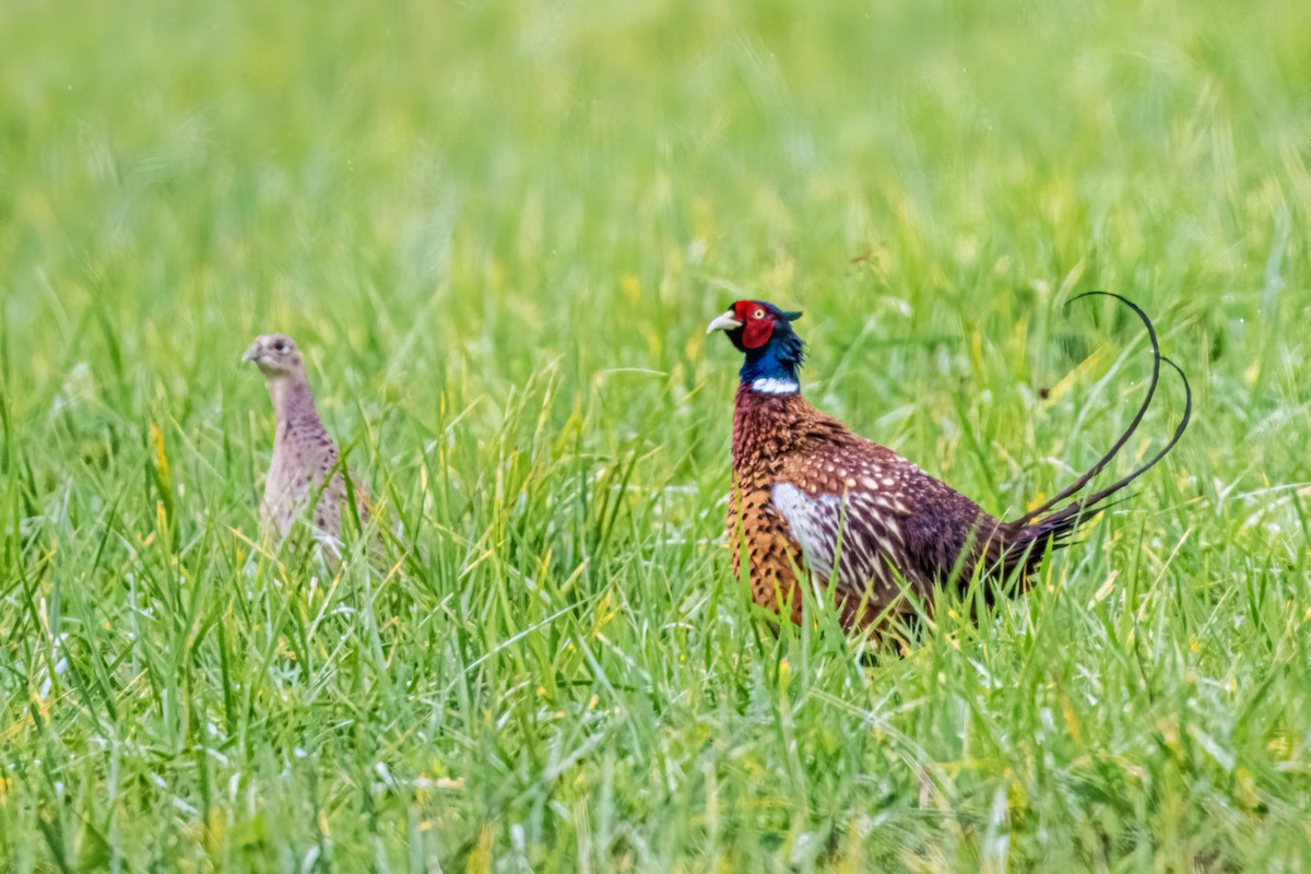 Фазан звичайний - ML644599285