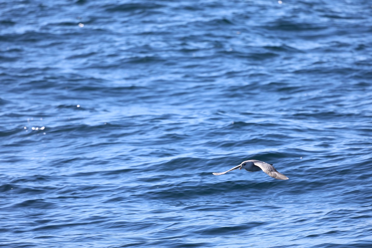 buřňák lední - ML644599287