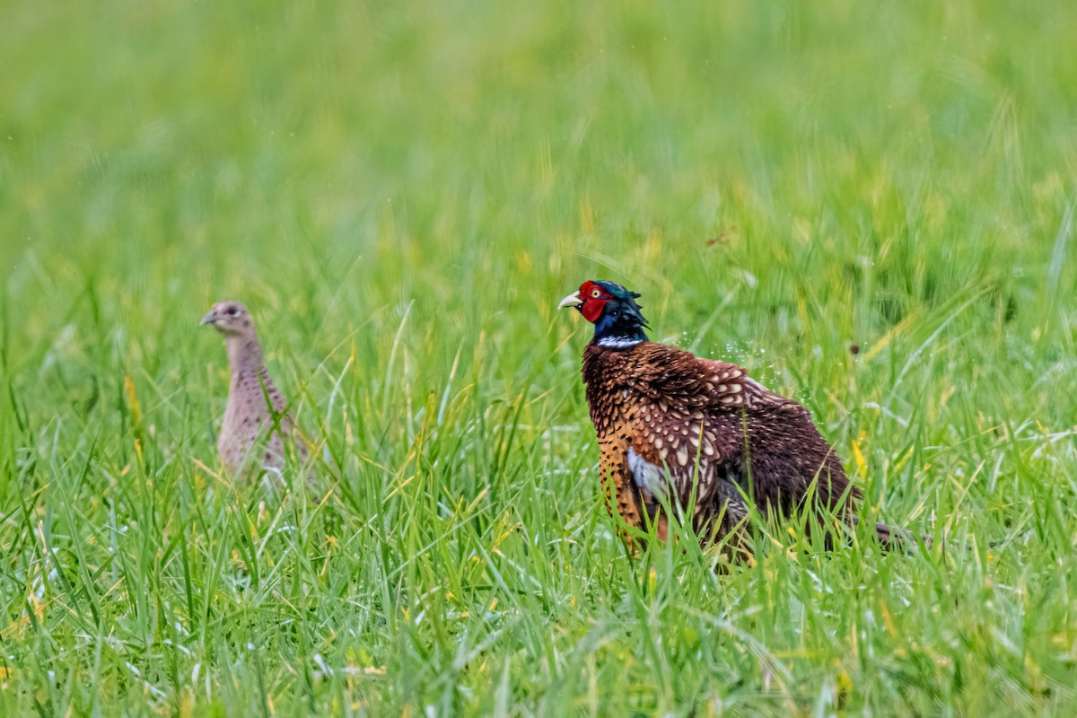 Фазан звичайний - ML644599289