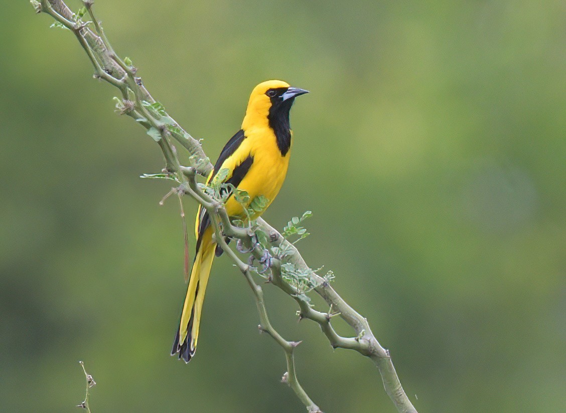 Yellow-tailed Oriole - ML644599291