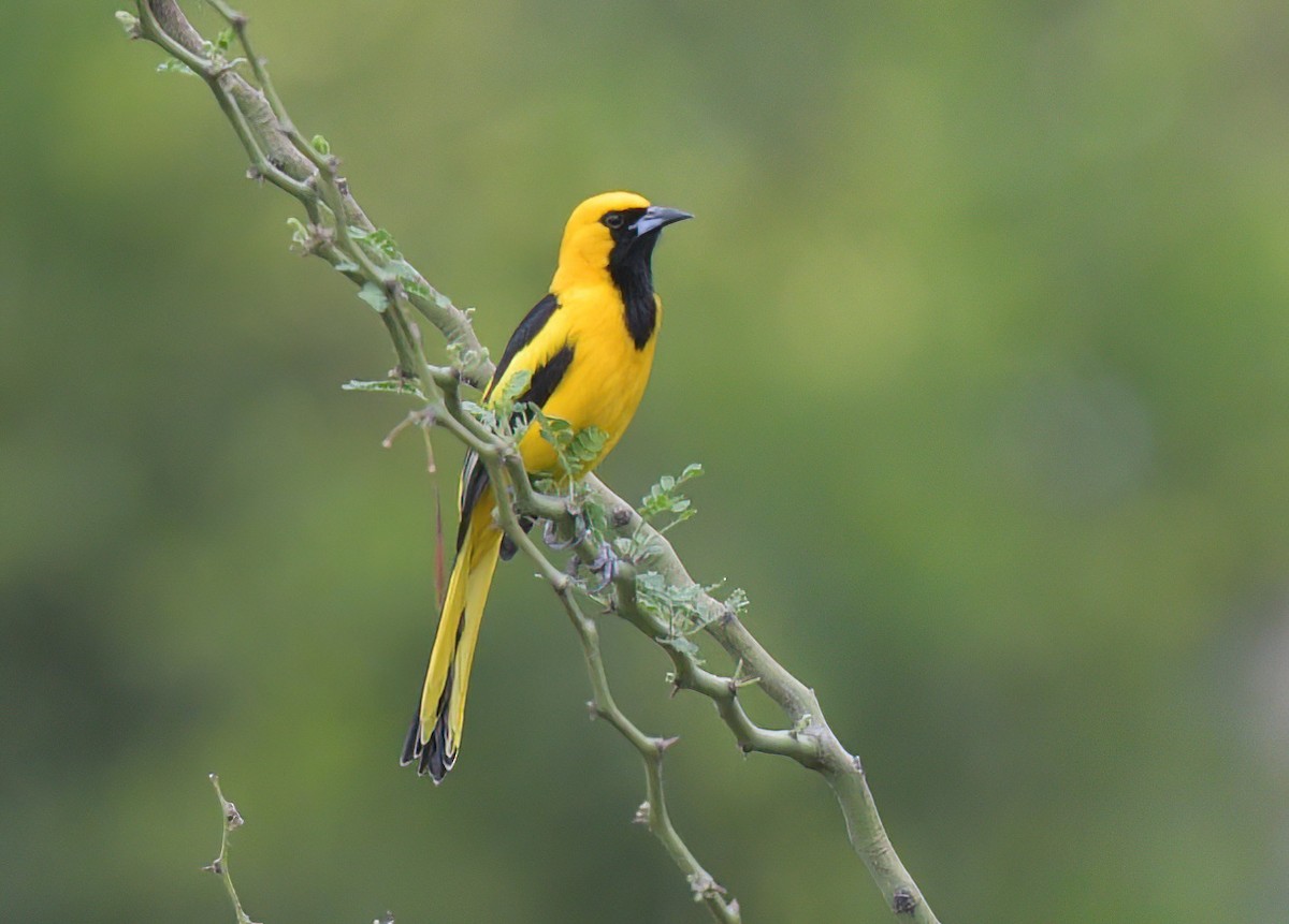 Yellow-tailed Oriole - ML644599293