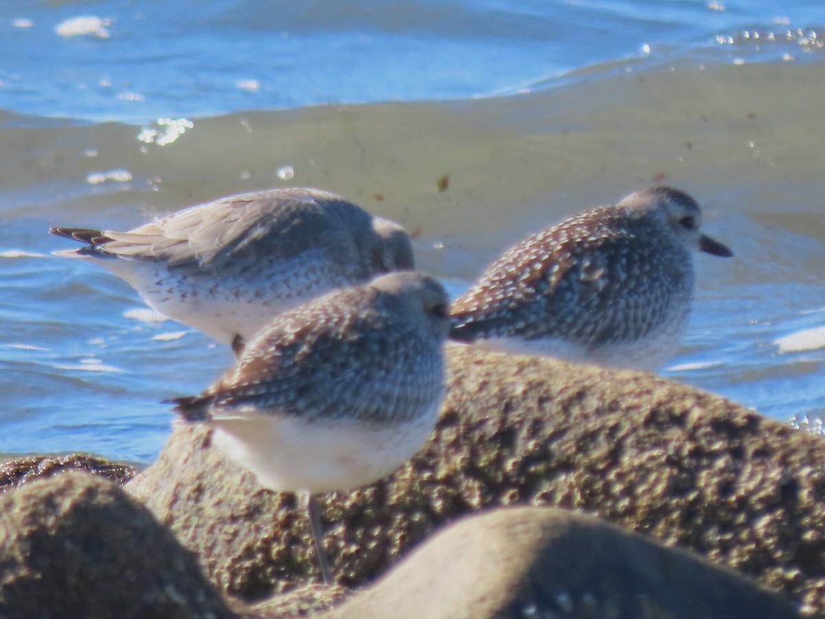 Red Knot - ML644599294