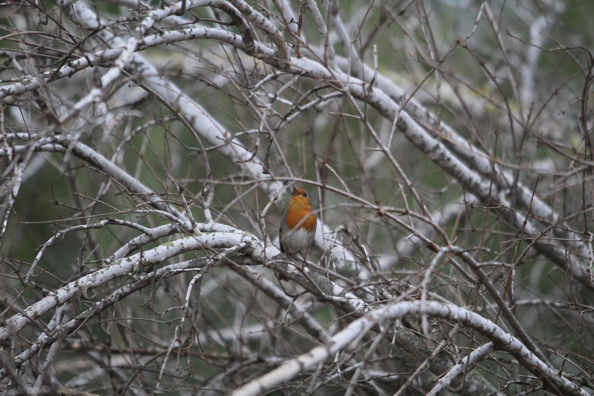 European Robin - ML644599300