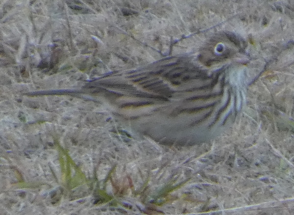 Vesper Sparrow - ML644599301