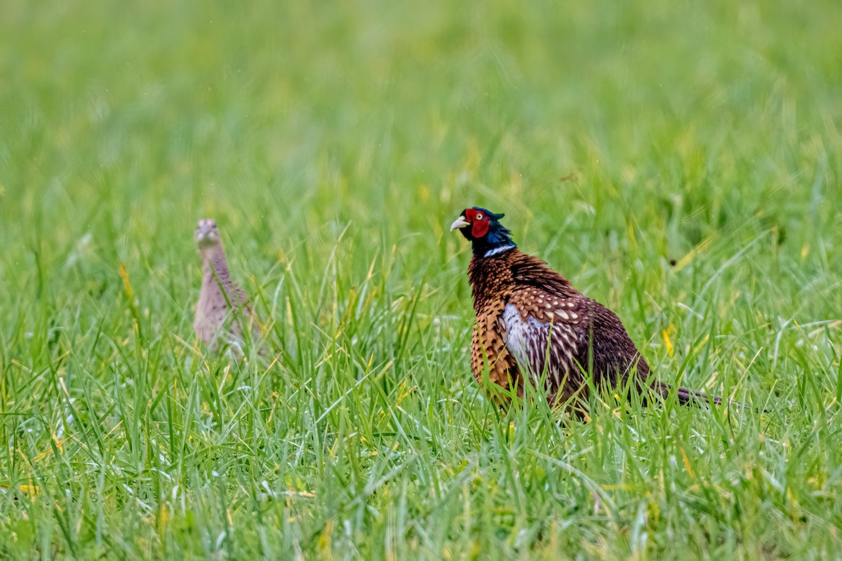 Фазан звичайний - ML644599302