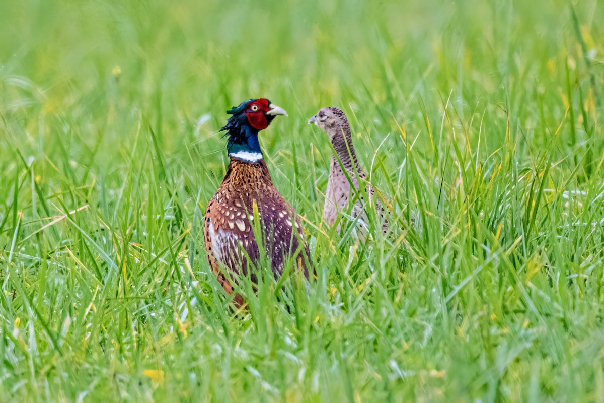 Фазан звичайний - ML644599309