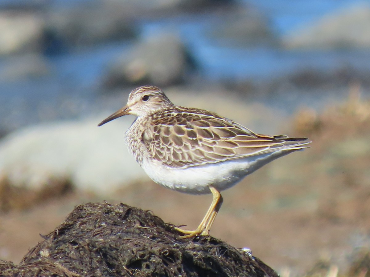 Pectoral Sandpiper - ML644599310