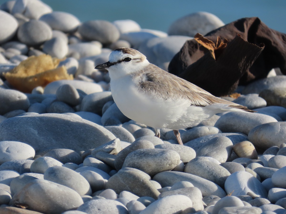 Белолобый зуёк - ML644599312