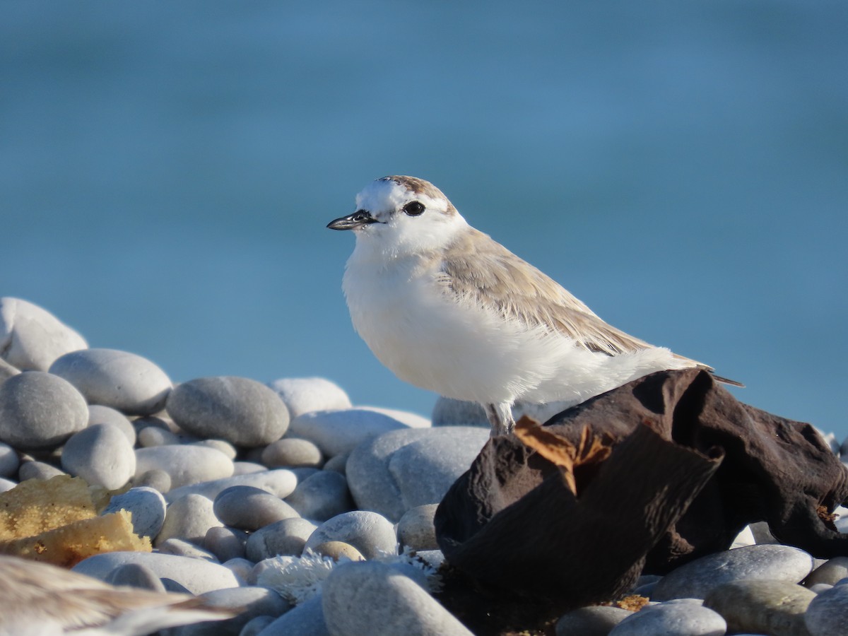 Белолобый зуёк - ML644599313