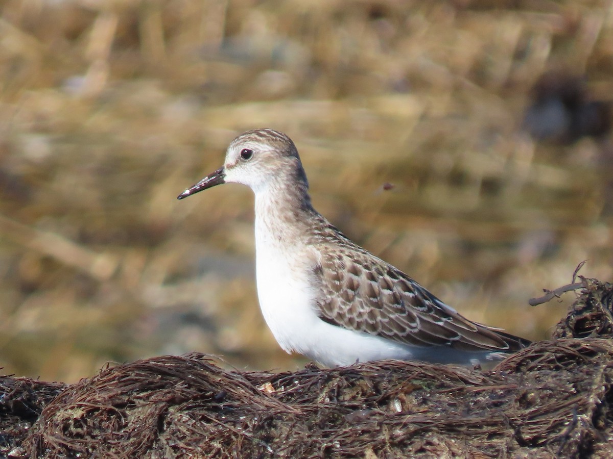 Semipalmated Sandpiper - ML644599319