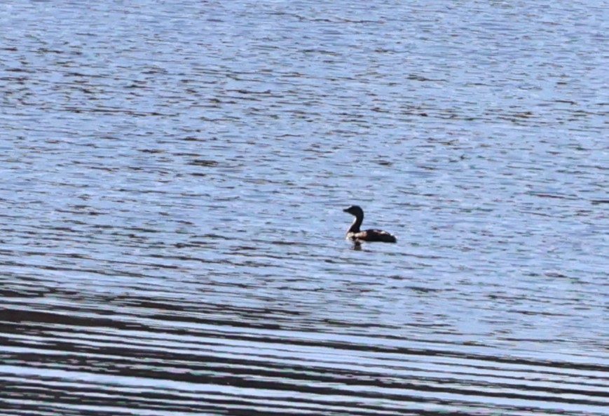 Pied-billed Grebe - ML644599324