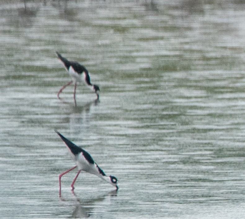 Black-necked Stilt - ML644599328