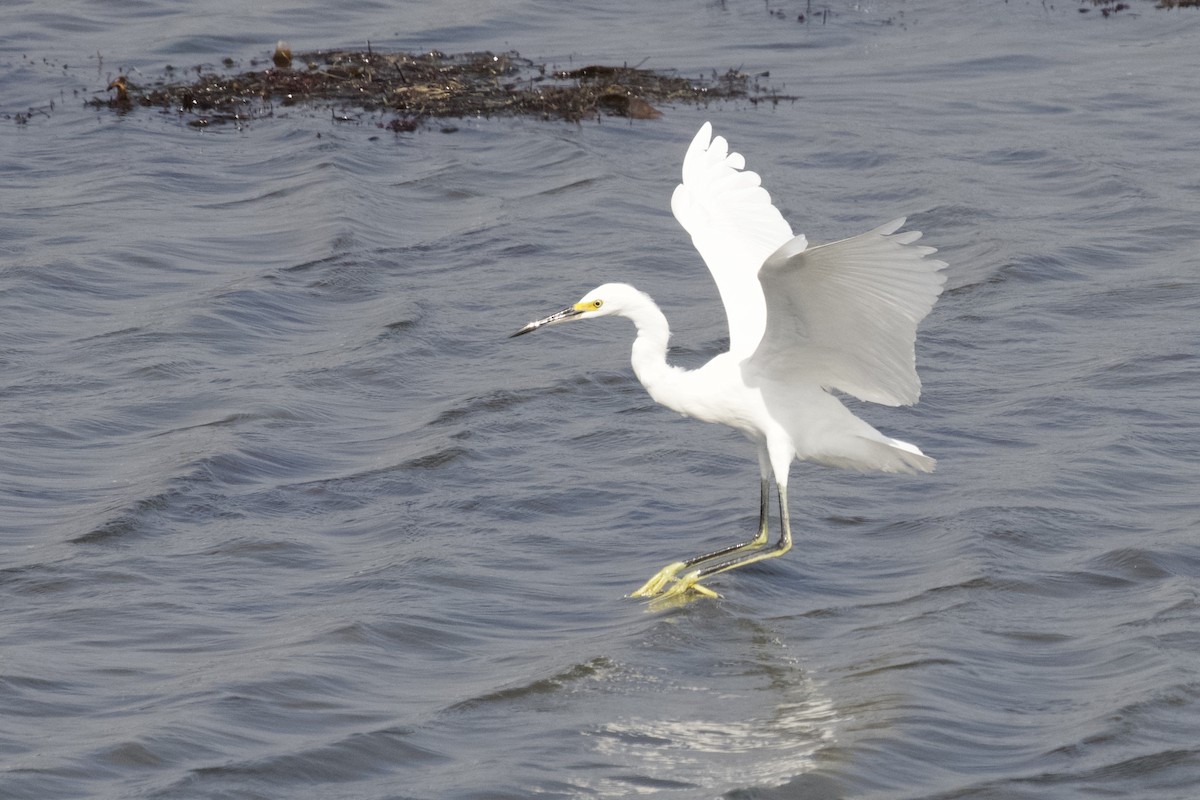 Great Egret - ML644599337