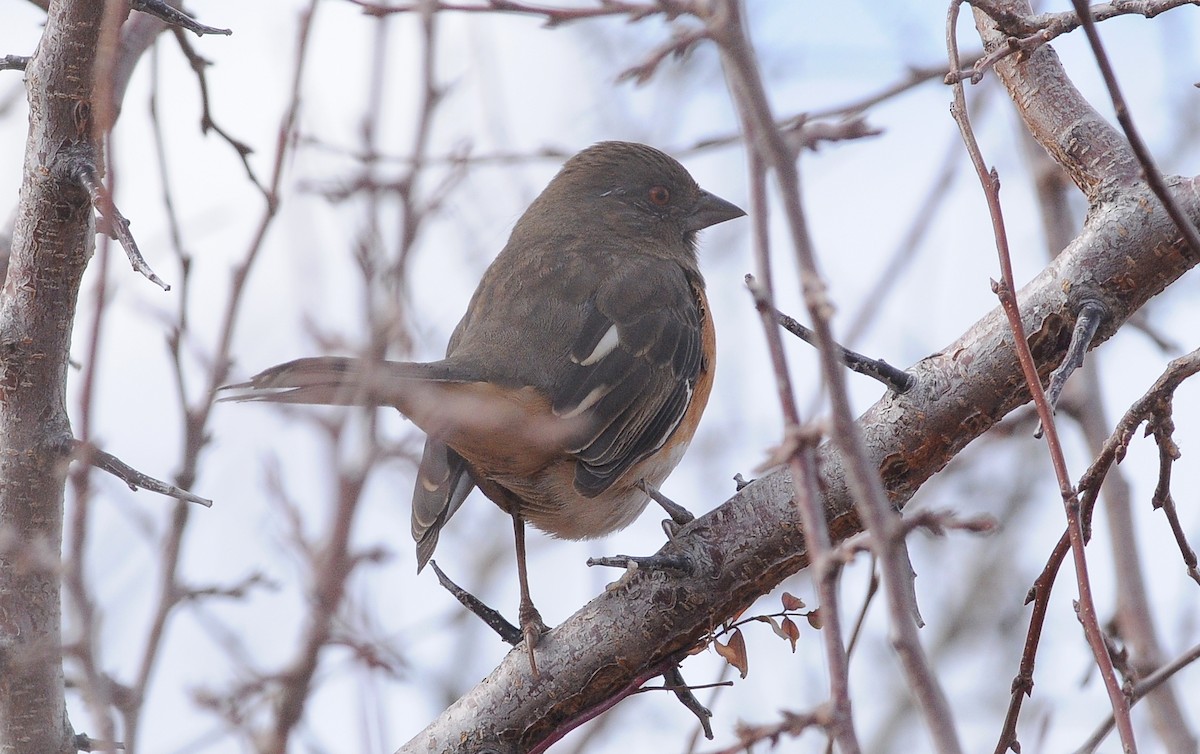 Spotted x Eastern Towhee (hybrid) - ML644599338