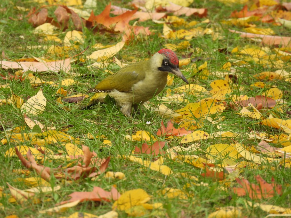 Жовна зелена - ML644599343