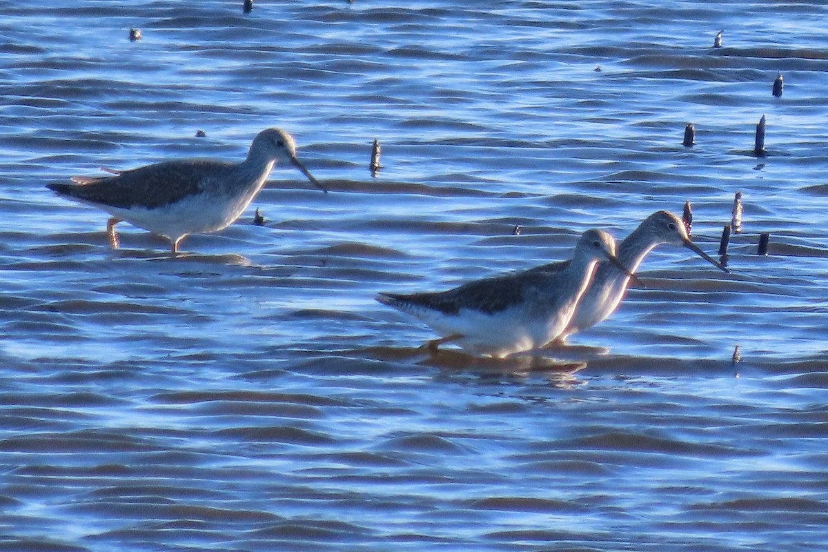 Tüpfelgelbschenkel - ML644599345