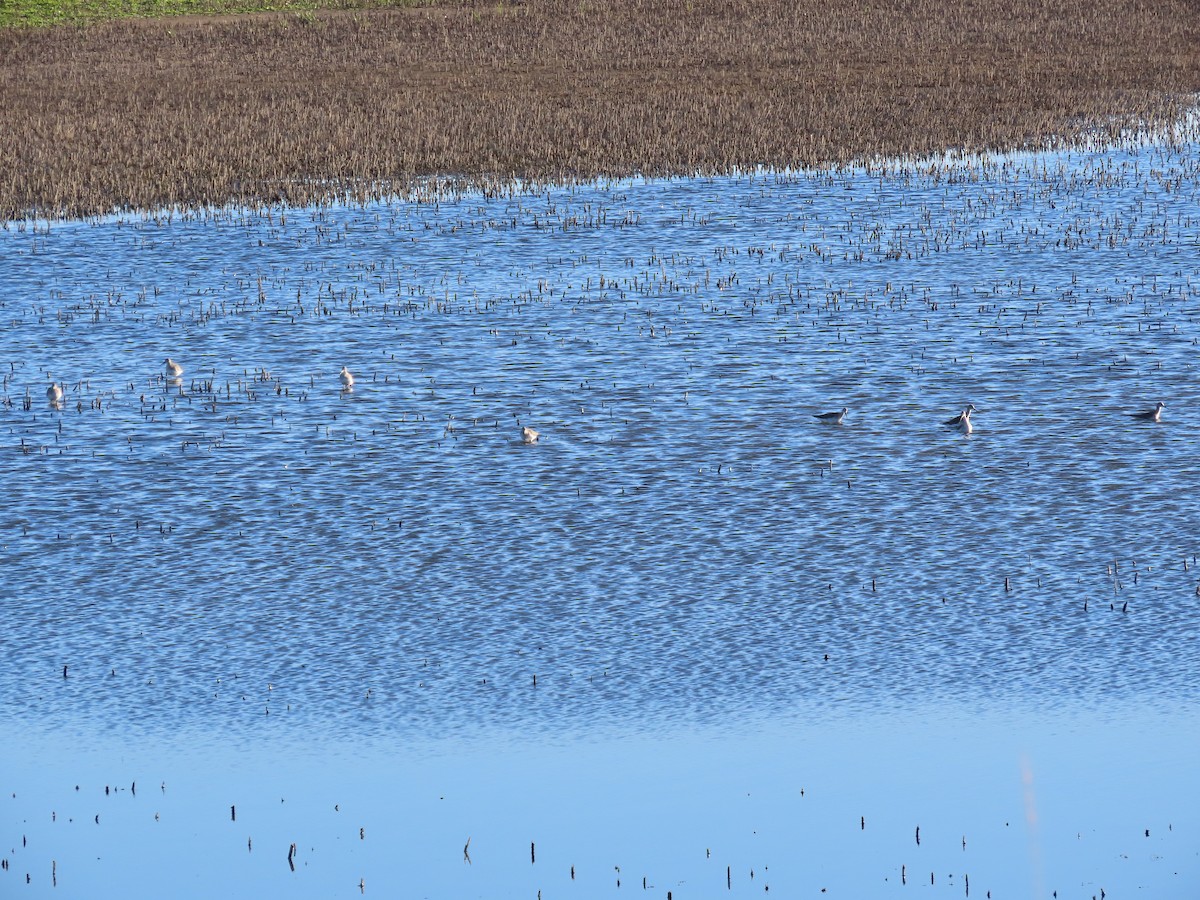 Tüpfelgelbschenkel - ML644599346