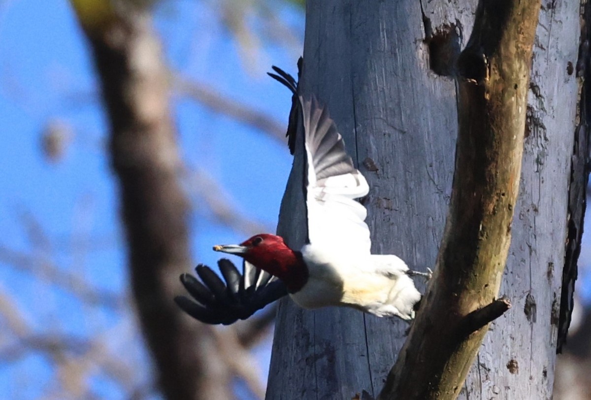 Red-headed Woodpecker - ML644599351