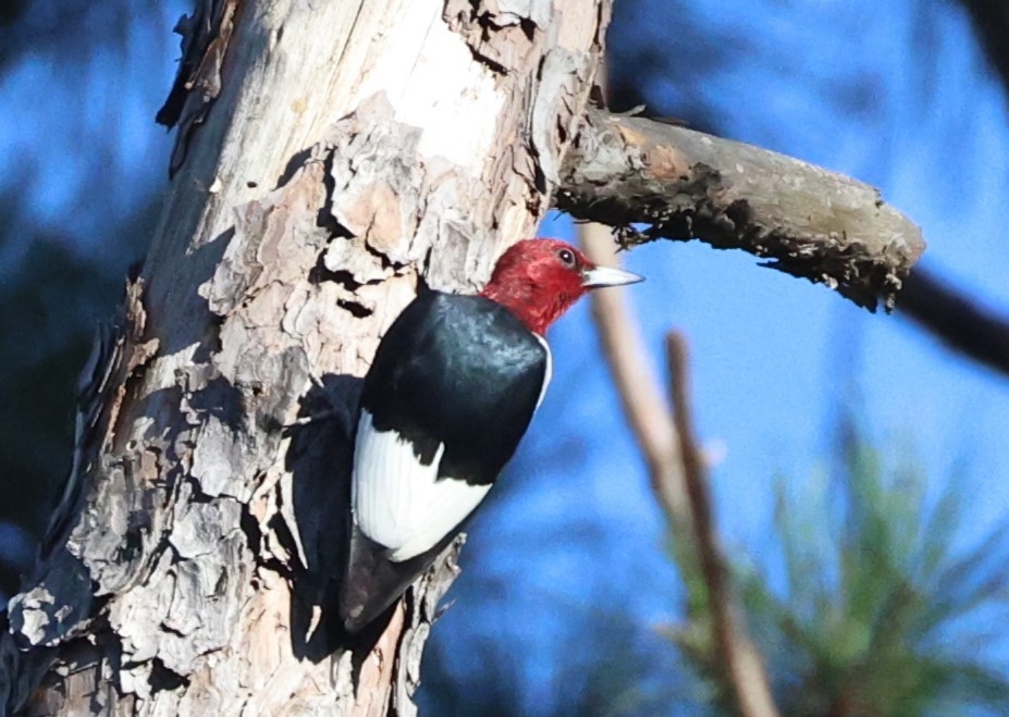 Red-headed Woodpecker - ML644599352