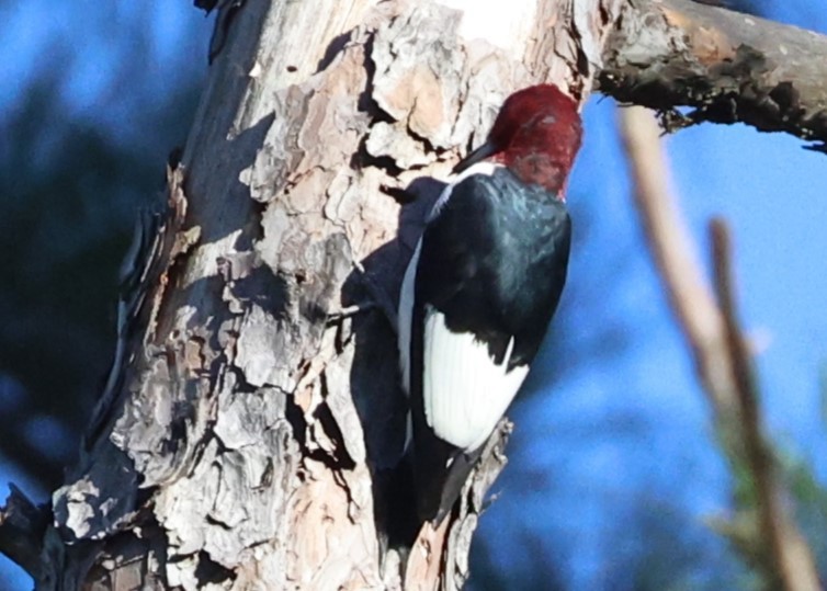 Red-headed Woodpecker - ML644599353