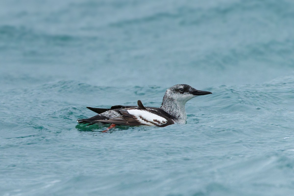Black Guillemot - ML644599359