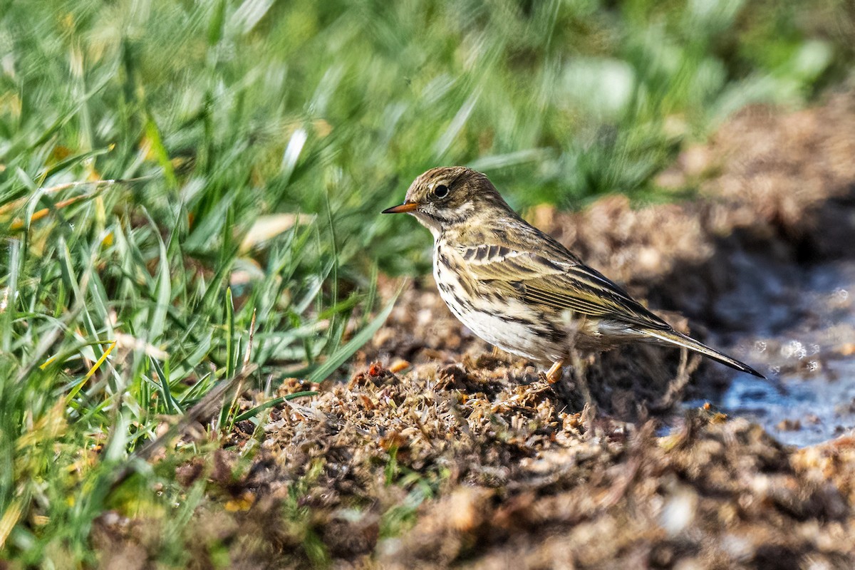 Щеврик лучний - ML644599361