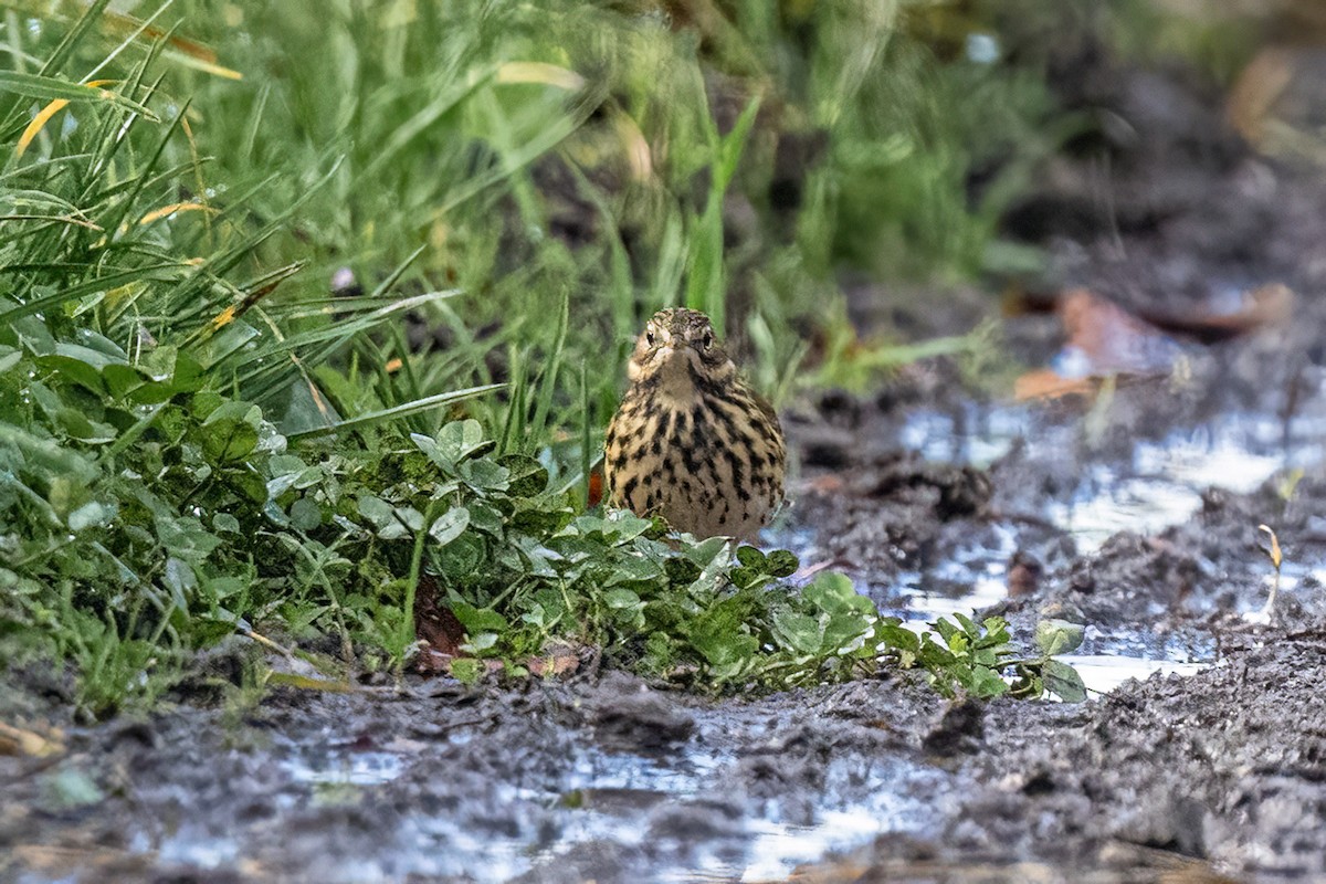 Щеврик лучний - ML644599362