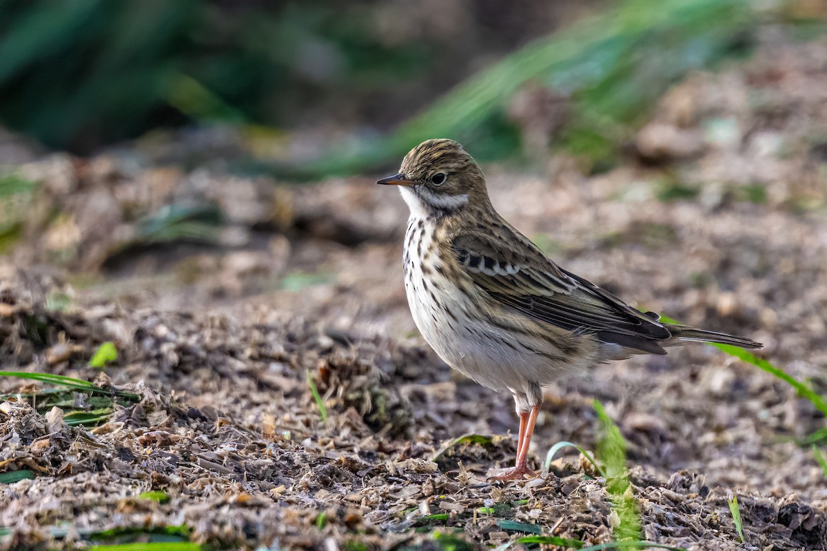 Щеврик лучний - ML644599363
