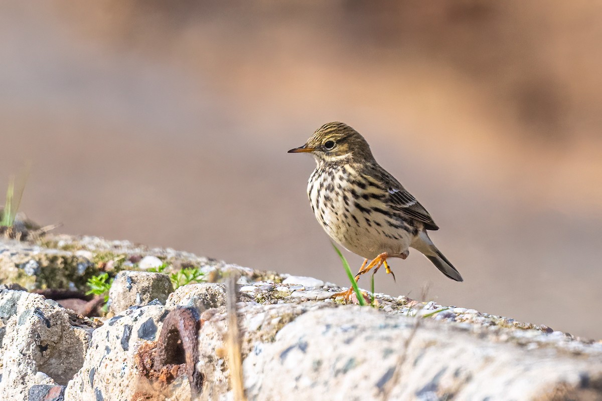 Щеврик лучний - ML644599364