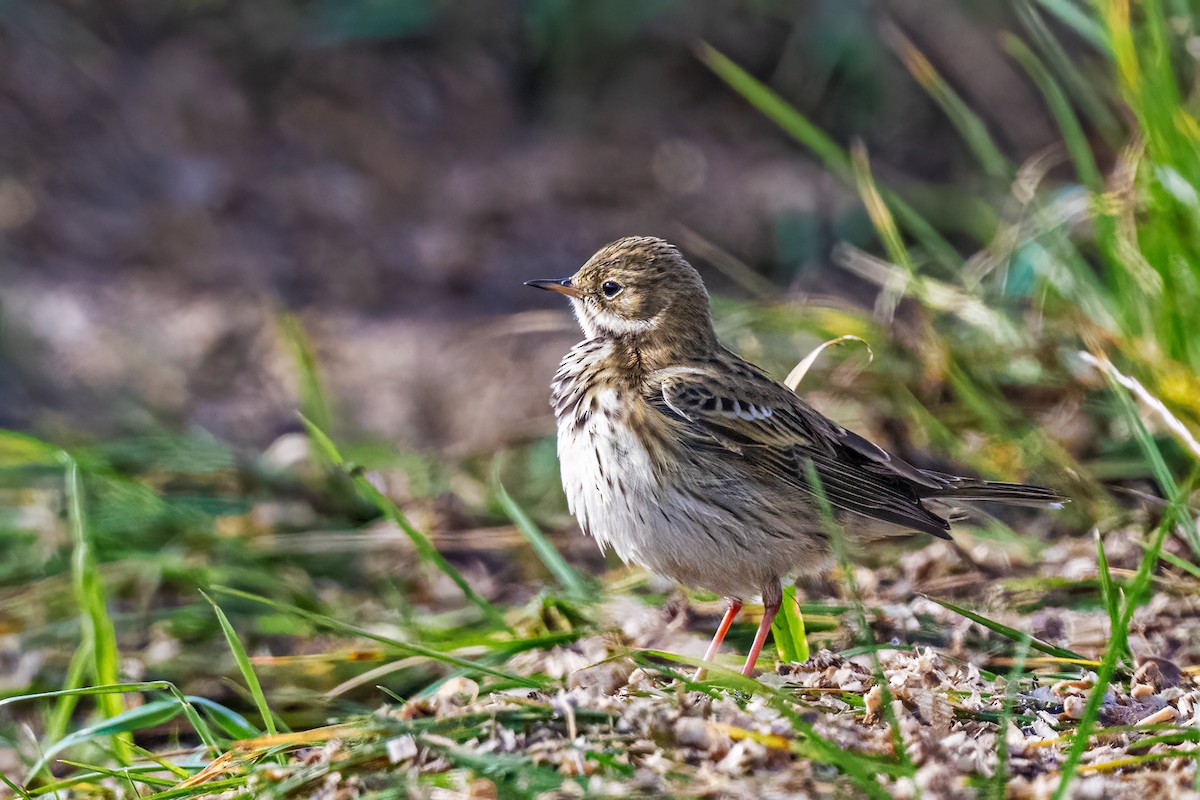 Щеврик лучний - ML644599365