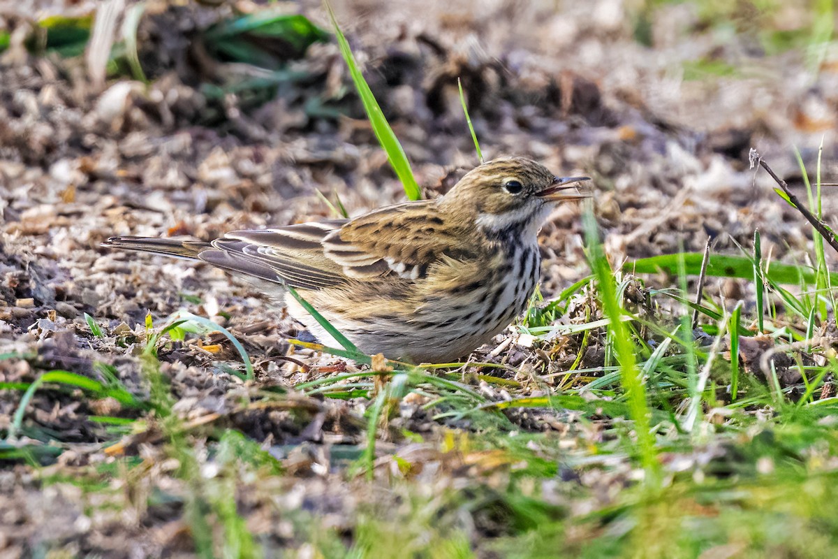 Щеврик лучний - ML644599366