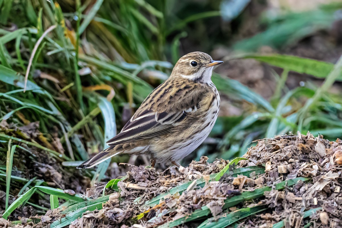 Щеврик лучний - ML644599367