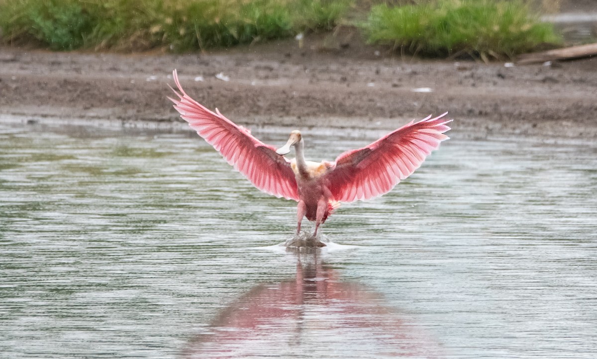 kolpík růžový - ML644599373