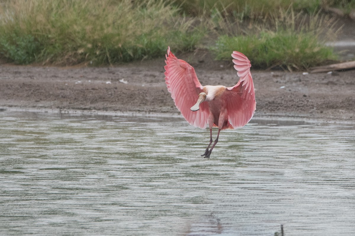 kolpík růžový - ML644599374