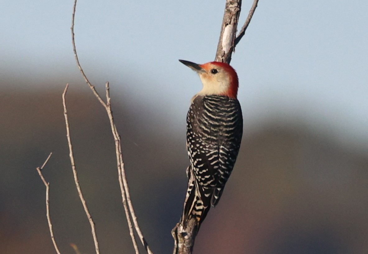 Red-bellied Woodpecker - ML644599375