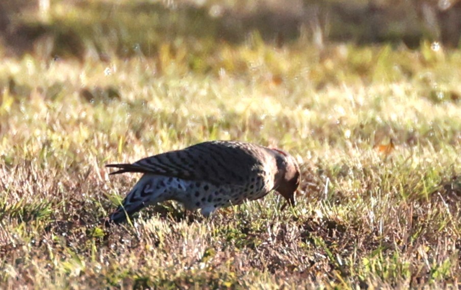 Northern Flicker - ML644599383