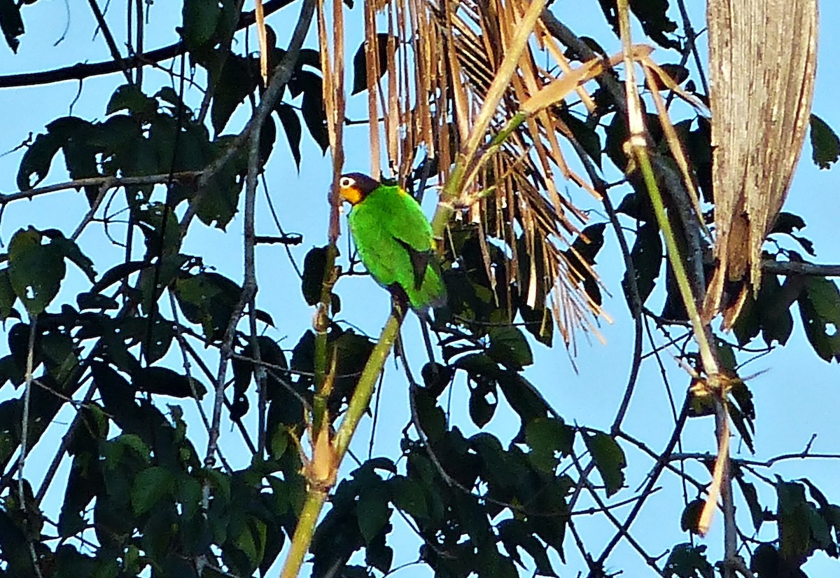 Orange-cheeked Parrot - ML644599397