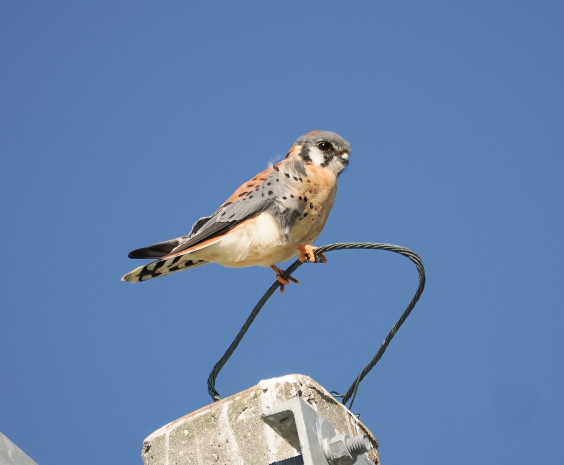 Ala Kerkenez - ML644599400