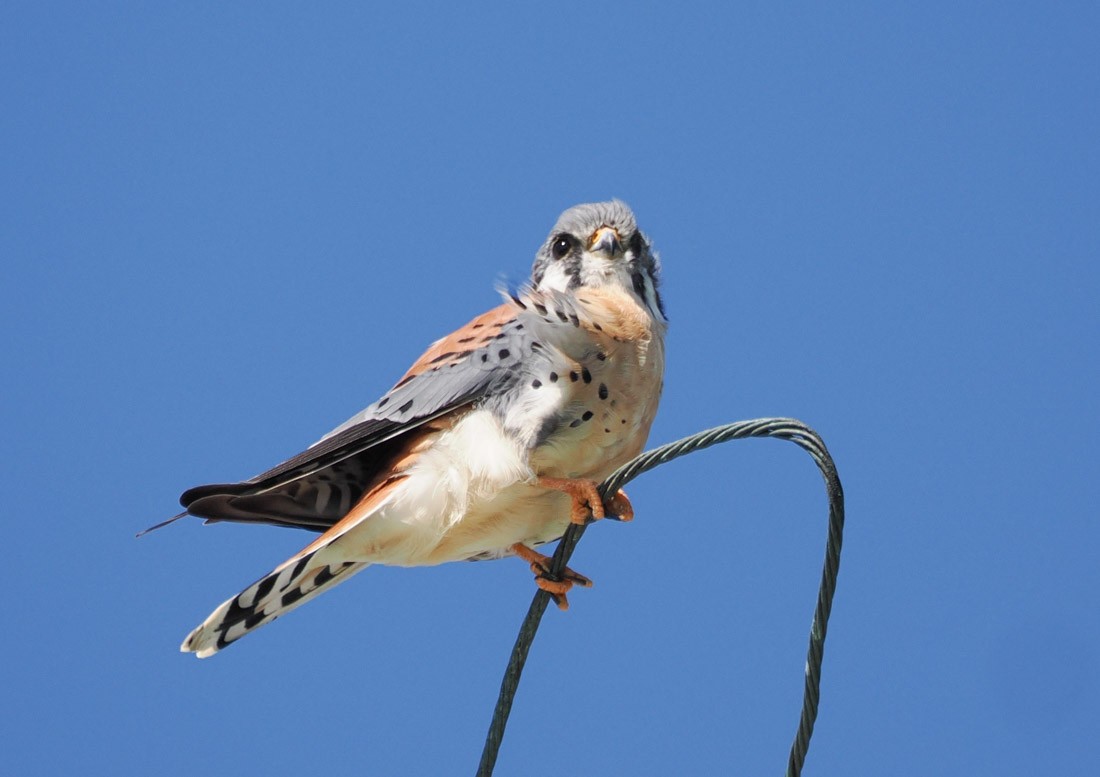 Ala Kerkenez - ML644599401