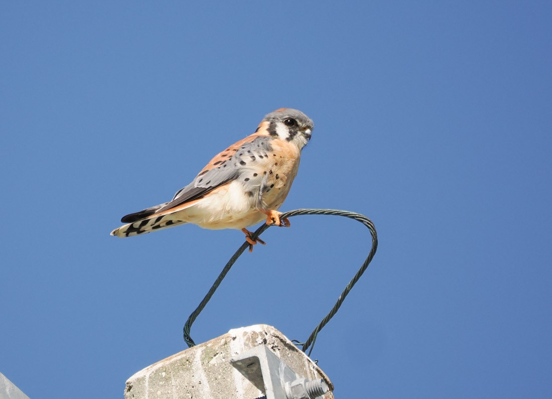 Ala Kerkenez - ML644599402