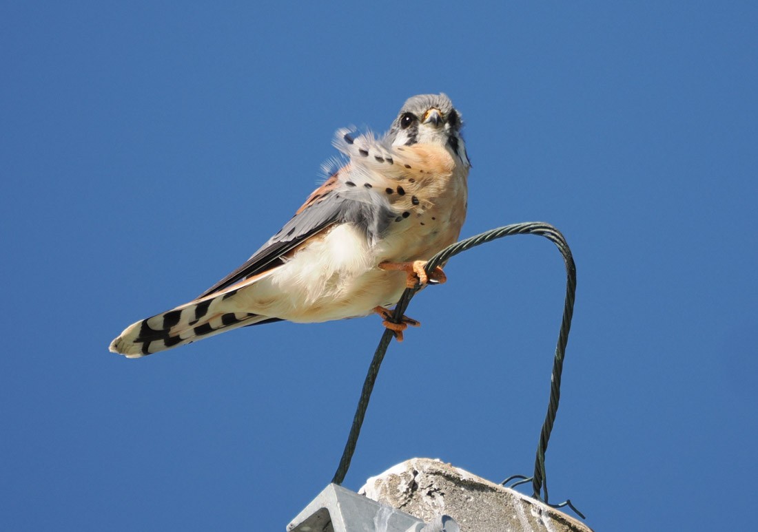 Ala Kerkenez - ML644599403