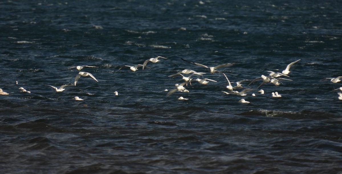 Bonaparte's Gull - ML644599405