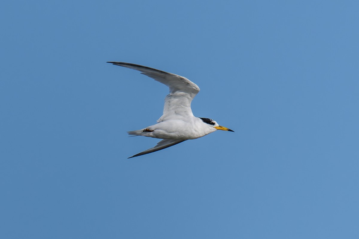Australian Fairy Tern - ML644599409