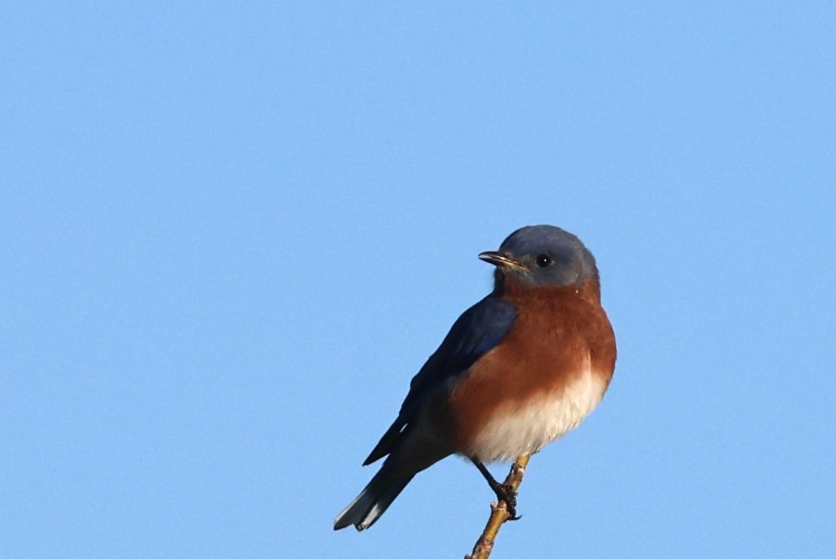 Eastern Bluebird - ML644599411