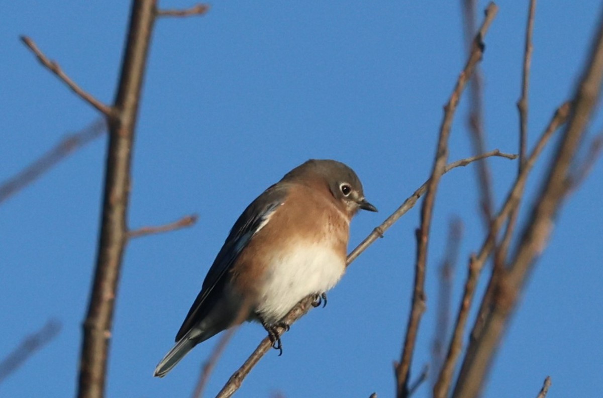 Eastern Bluebird - ML644599412