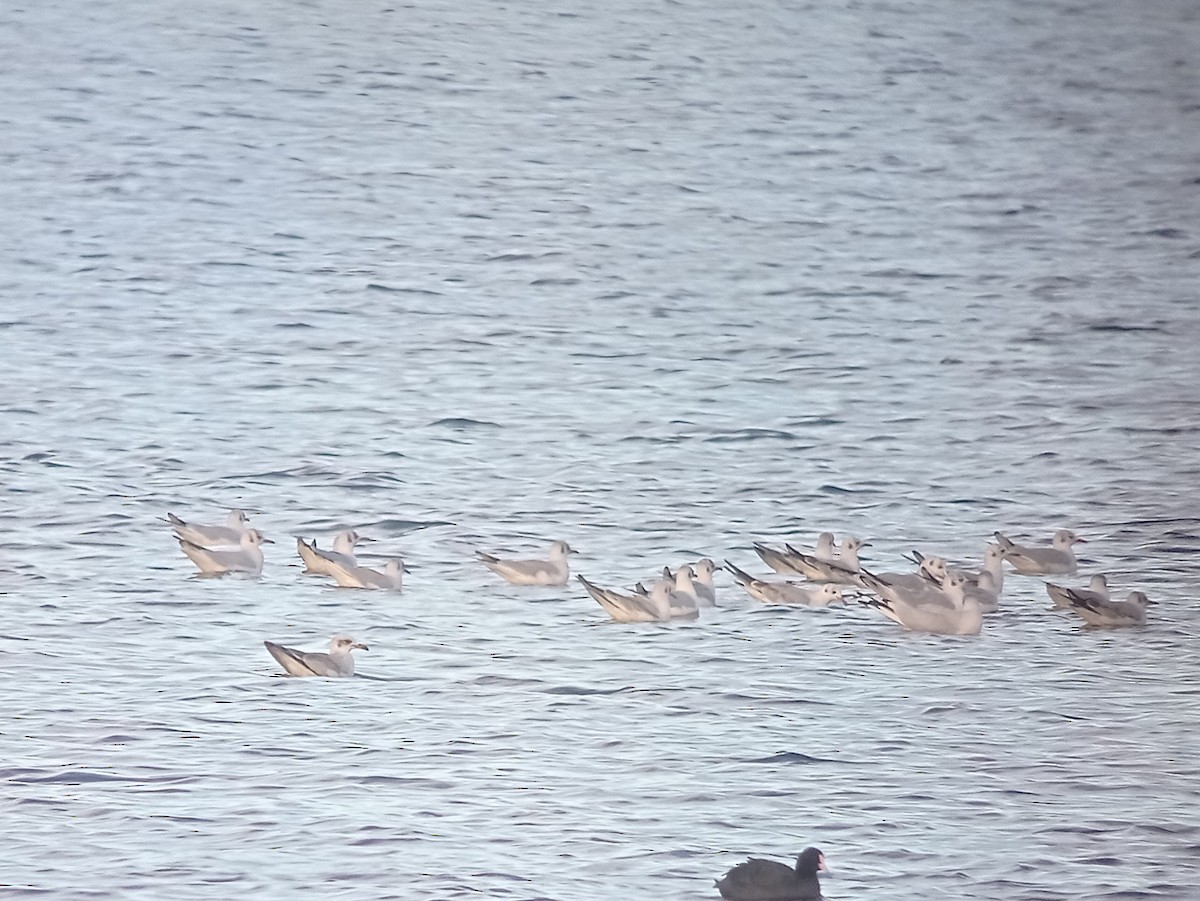 Mediterranean Gull - ML644599418