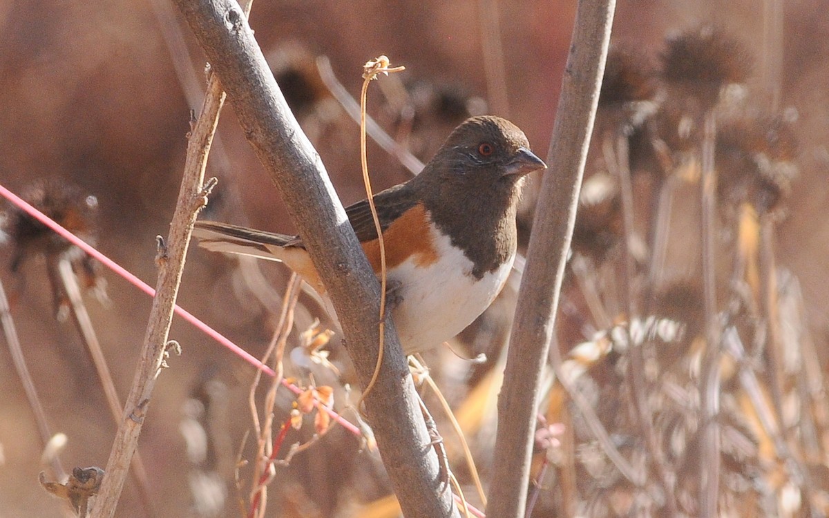 Spotted x Eastern Towhee (hybrid) - ML644599419