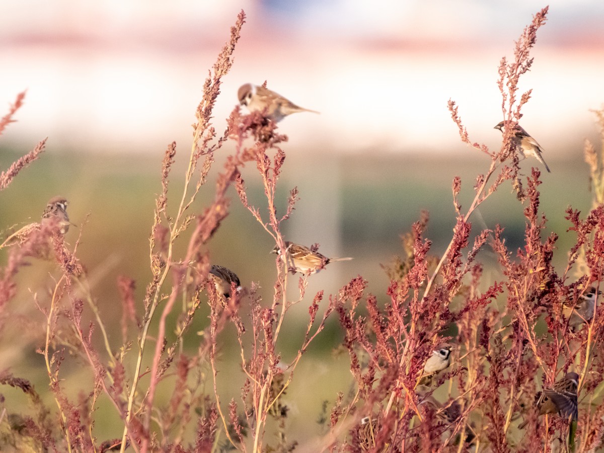 Ağaç Serçesi - ML644599430