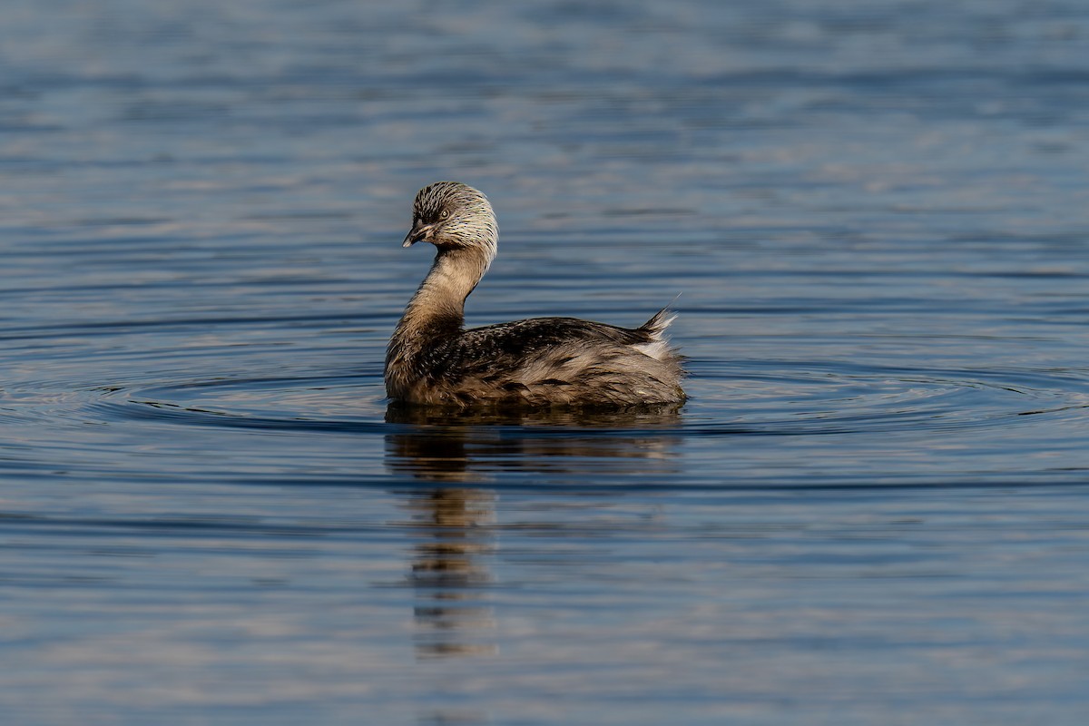 Hoary-headed Grebe - ML644599433