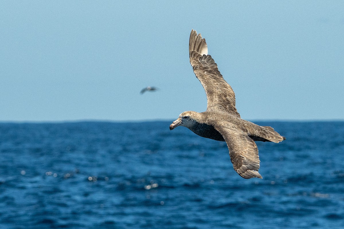 Northern Giant-Petrel - ML644599438